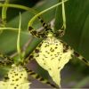 Brassia rex
