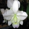 Cattleya   x dolosa, var. semi-alba