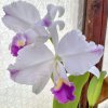 Cattleya trianae var. coerulea