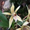 Coelogyne weixiense, gelber Typ