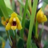 Maxillaria variabilis var.: Yellow