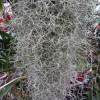 Tillandsia usneoides
