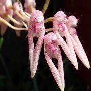 Bulbophyllum longiflorum