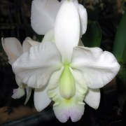 Cattleya   x dolosa, var. semi-alba