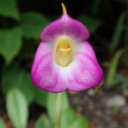 Masdevallia uniflora