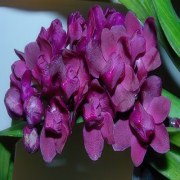 Rhynchostylis gigantea var. devarajunii