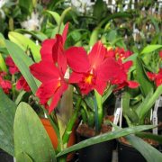 Cattlianthe Little Hazel