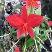 Sophronitis brevipedunculata