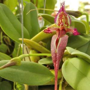 Bulbophyllum fascinator