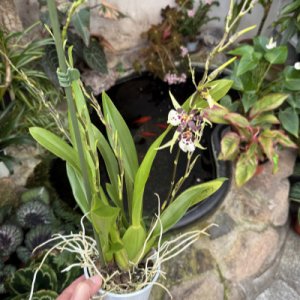 Brassia Hybride