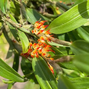 Bulbophyllum aff. smithianum