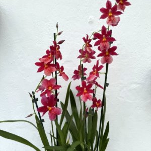 Burrageara Nelly Isler