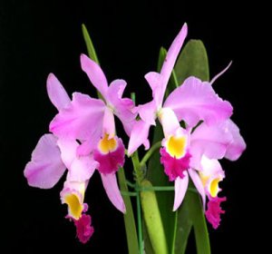 Cattleya eldorado ,Mount Ito'