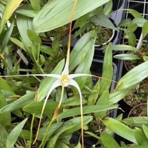 Diplocaulobium validicolle (Dendrobium validicolle)