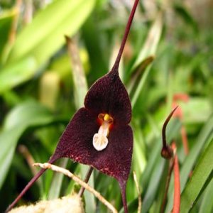 Dracula anthracina