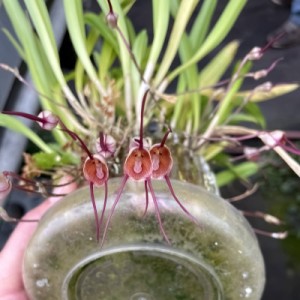Dracula benedictii