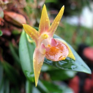 Epigeneium nakaharae