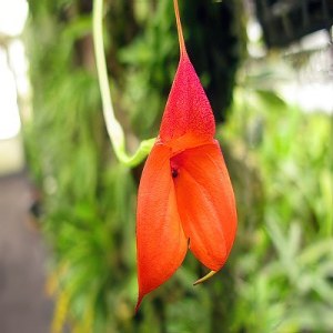 Masdevallia welischii