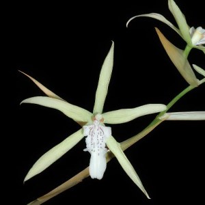 Miltonia flavescens