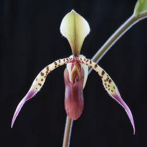 Paphiopedilum lowii