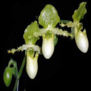 Paphiopedilum primulinum