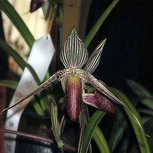 Paphiopedilum rothschildianum