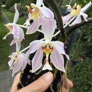 Paraphalaenopsis laycockii