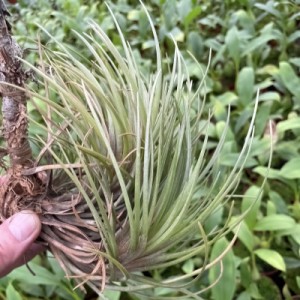 Tillandsia dura