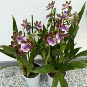 Zygopetalum Hybride