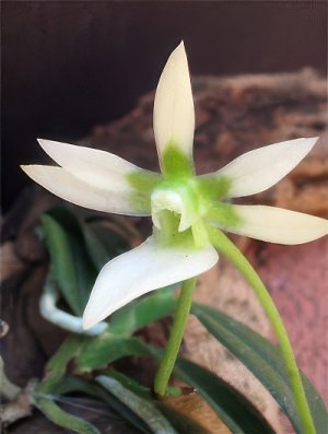 Neobathiea filicornu