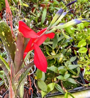Bilbergia buchholzii