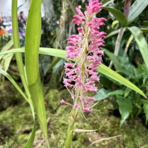 Bothriochilus guatemalensis