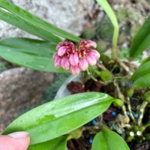Bulbophyllum corolliferum
