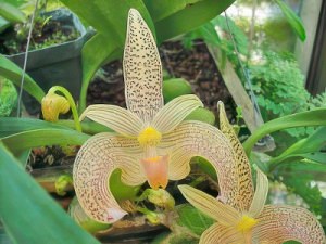 Bulbophyllum lobbii