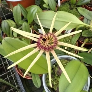 Bulbophyllum makoyanum