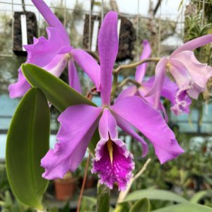 Cattleya maxima (dark type from selected parents, highland form)