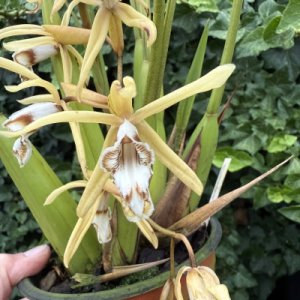 Coelogyne pulverula (syn. dayana)