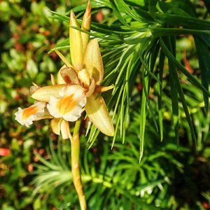 Coelogyne schultesii