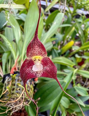 Dracula polyphemus red