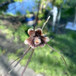 Dracula trigonopetala