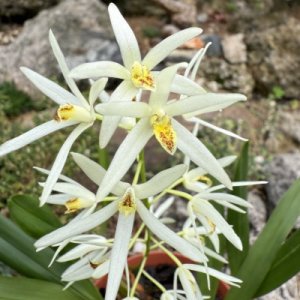 Epigeneium cymbidioides