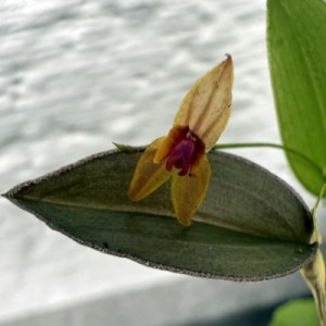 Lepanthes clareae