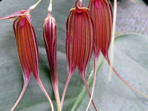 Masdevallia patula