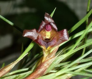 Maxillaria cogniauxiana
