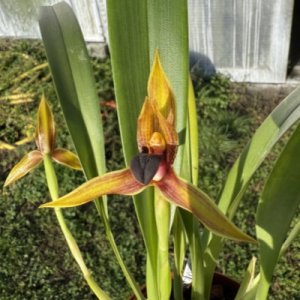 Maxillaria cucullata