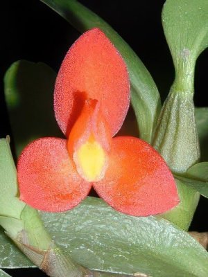 Maxillaria sophronitis