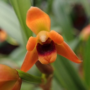 Maxillaria variabilis orange