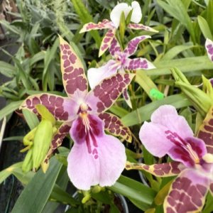 Miltonia x bluntii (Natural Hybrid of Miltonia clowesii x specta