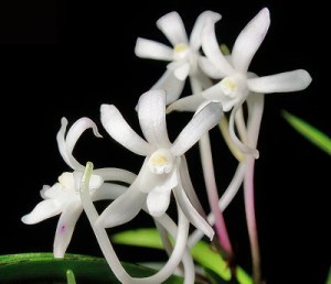 Neofinetia falcata (Vanda falcata)