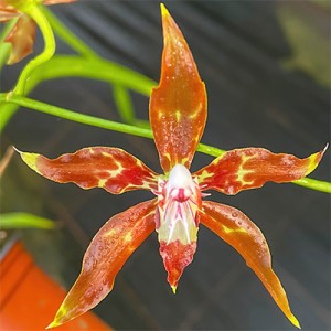Odontoglossum cristatum